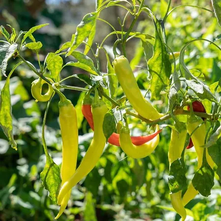 Euphoria Retreat Vila