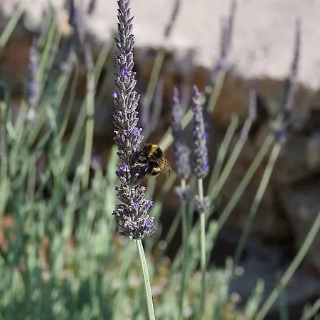 Vila Euphoria Retreat Mánganos