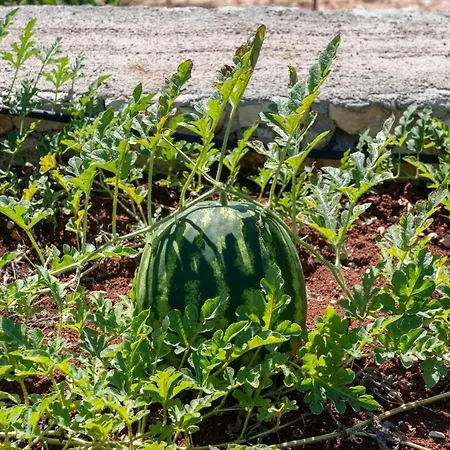 Euphoria Retreat Βίλα Μάγγανος