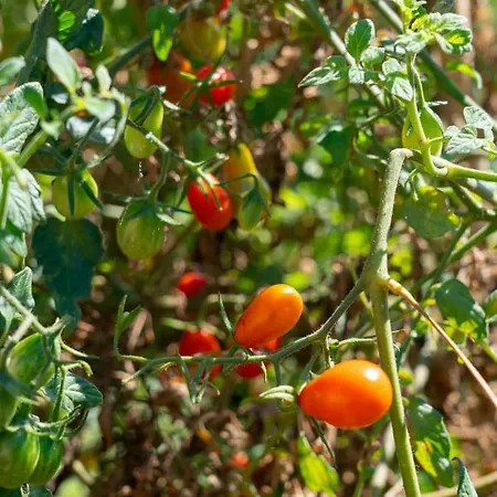 Euphoria Retreat * Μάγγανος